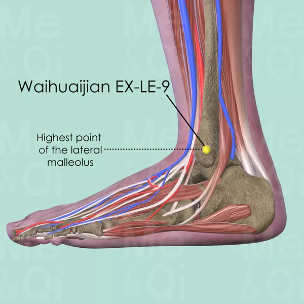 Waihuaijian EX-LE-9 - Muscles view - Acupuncture point on Extra Points: Lower Extremities (EX-LE)