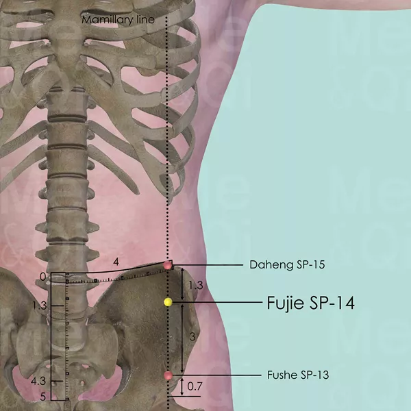 Fujie SP-14 - Bones view - Acupuncture point on Spleen Channel