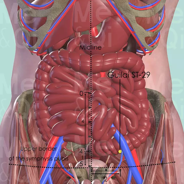 Guilai ST-29 - Muscles view - Acupuncture point on Stomach Channel