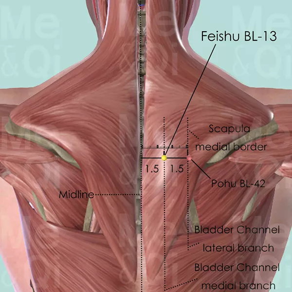Feishu BL-13 - Muscles view - Acupuncture point on Bladder Channel