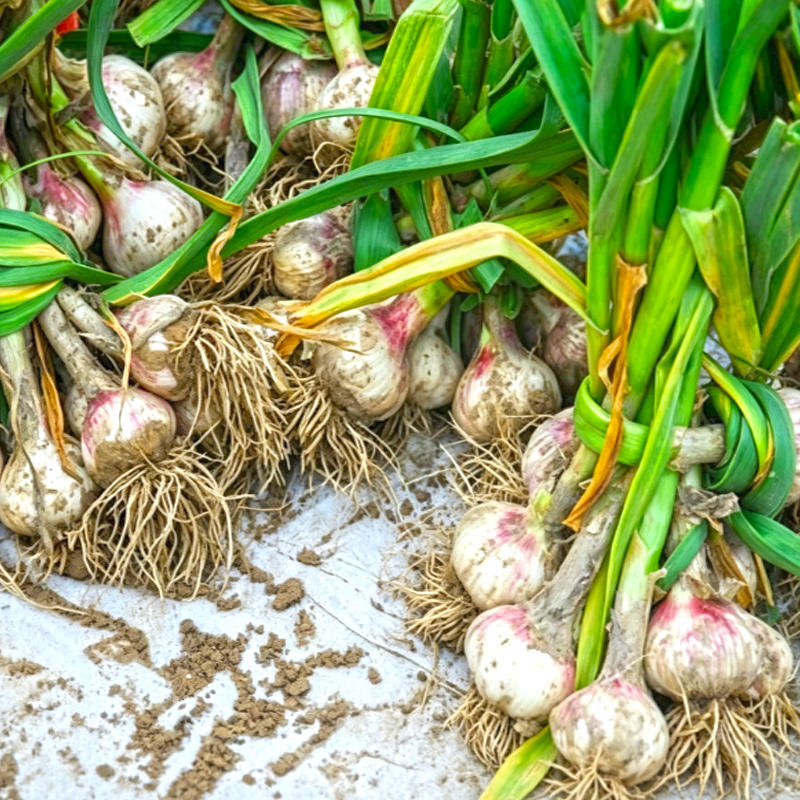 Da Suan (Garlic) plant