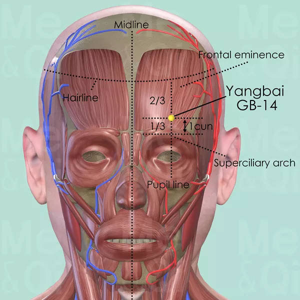 Yangbai GB-14 - Muscles view - Acupuncture point on Gall Bladder Channel