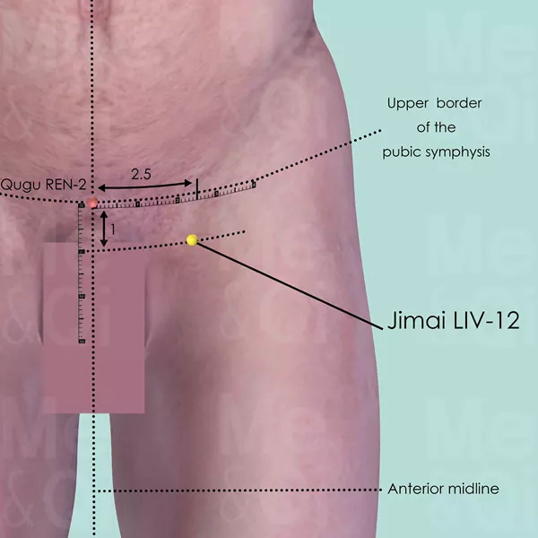 Jimai LIV-12 - Skin view - Acupuncture point on Liver Channel