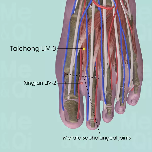 Taichong LIV-3 - Muscles view - Acupuncture point on Liver Channel