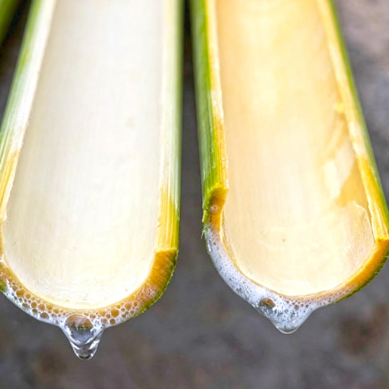 Zhu Li (Bamboo sap) plant