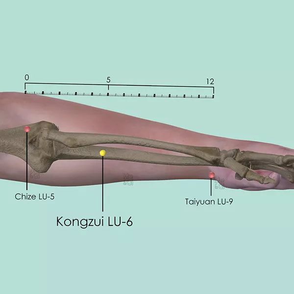 Kongzui LU-6 - Bones view - Acupuncture point on Lung Channel