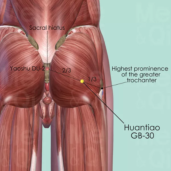 Huantiao GB-30 - Muscles view - Acupuncture point on Gall Bladder Channel
