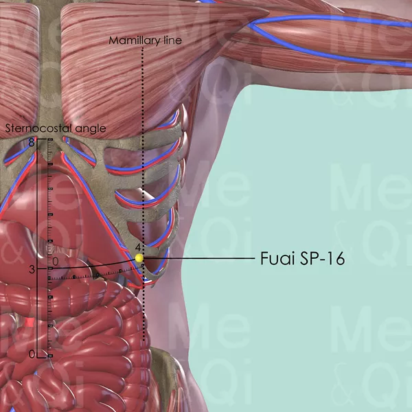 Fuai SP-16 - Muscles view - Acupuncture point on Spleen Channel