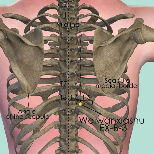 Weiwanxiashu EX-B-3 - Bones view - Acupuncture point on Extra Points: Back (EX-B)