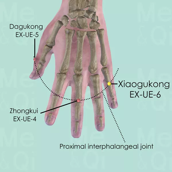 Xiaogukong EX-UE-6 - Bones view - Acupuncture point on Extra Points: Upper Extremities (EX-UE)
