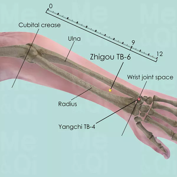 Zhigou TB-6 - Bones view - Acupuncture point on Triple Burner Channel