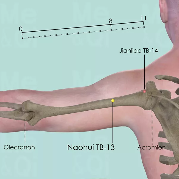 Naohui TB-13 - Bones view - Acupuncture point on Triple Burner Channel