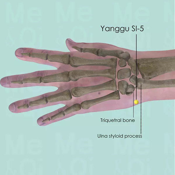Yanggu SI-5 - Bones view - Acupuncture point on Small Intestine Channel
