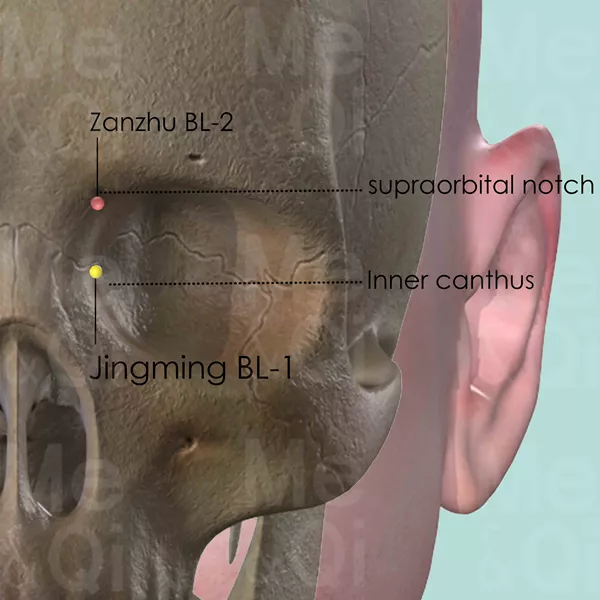 Jingming BL-1 - Bones view - Acupuncture point on Bladder Channel