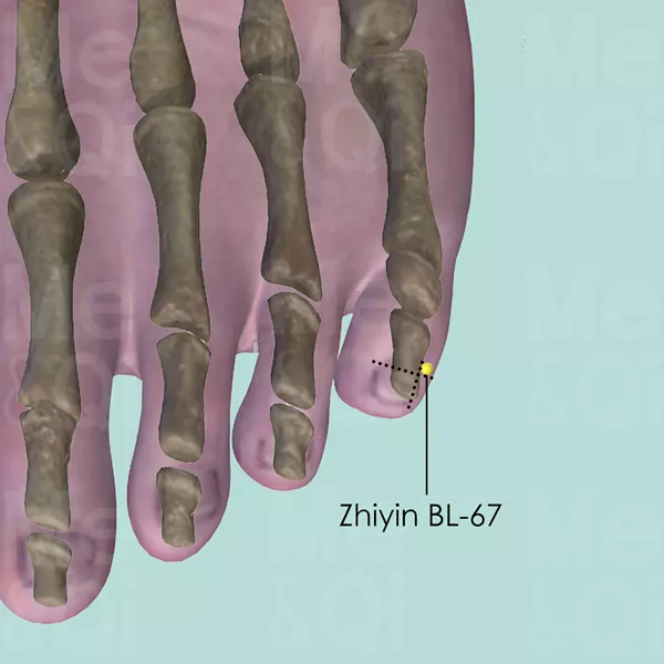Zhiyin BL-67 - Bones view - Acupuncture point on Bladder Channel