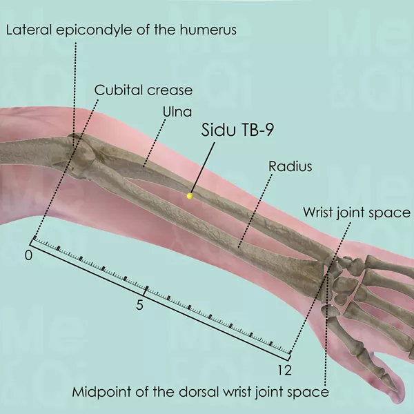 Sidu TB-9 - Bones view - Acupuncture point on Triple Burner Channel