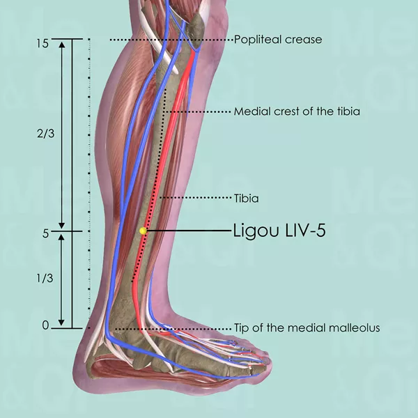 Ligou LIV-5 - Muscles view - Acupuncture point on Liver Channel