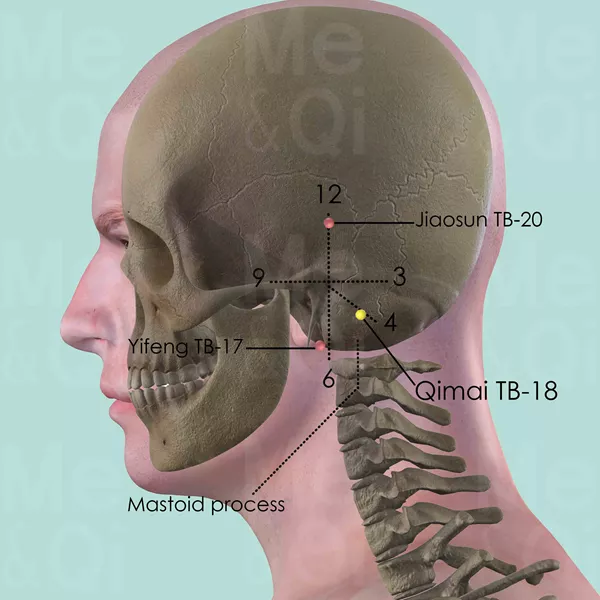 Qimai TB-18 - Bones view - Acupuncture point on Triple Burner Channel