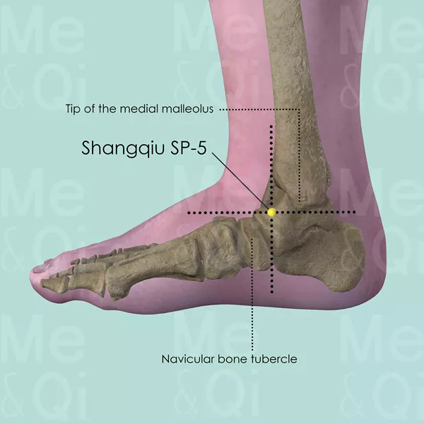 Shangqiu SP-5 - Bones view - Acupuncture point on Spleen Channel