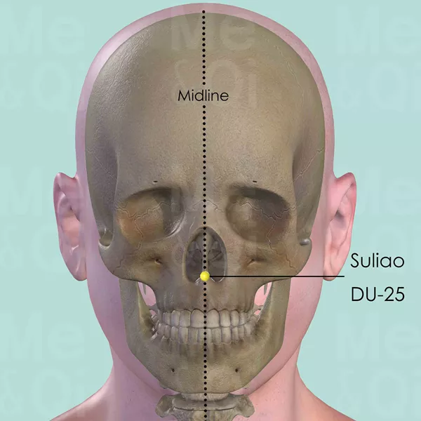 Suliao DU-25 - Bones view - Acupuncture point on Governing Vessel