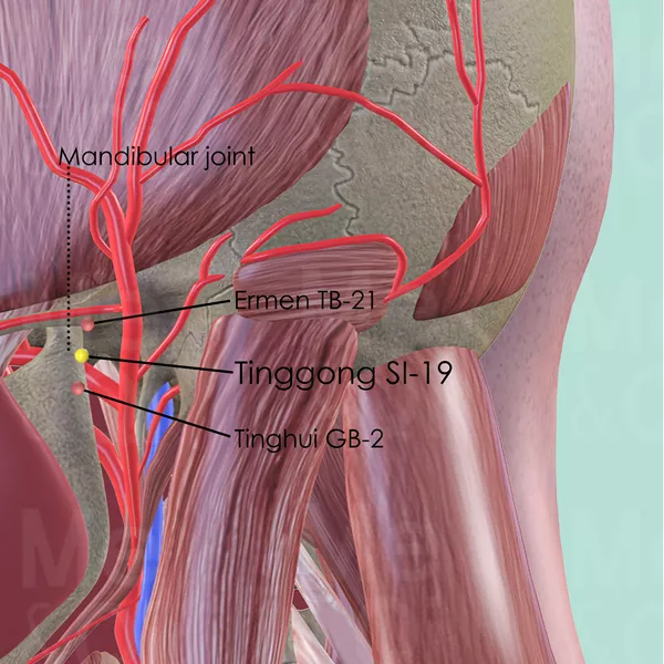 Tinggong SI-19 - Muscles view - Acupuncture point on Small Intestine Channel