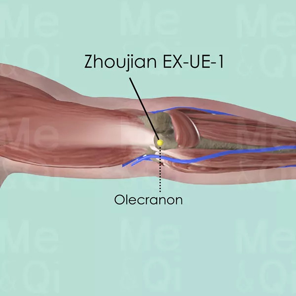 Zhoujian EX-UE-1 - Muscles view - Acupuncture point on Extra Points: Upper Extremities (EX-UE)