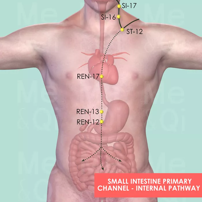 Small Intestine Primary Channel