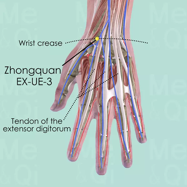 Zhongquan EX-UE-3 - Muscles view - Acupuncture point on Extra Points: Upper Extremities (EX-UE)