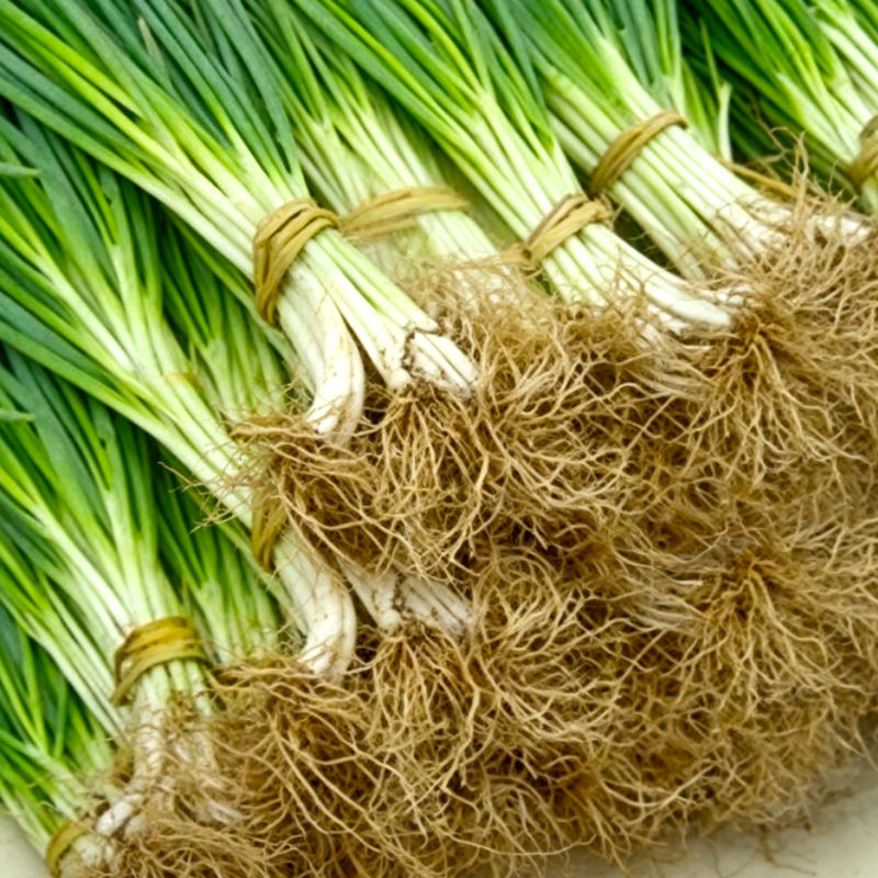 Cong Xu (Green onion root) plant