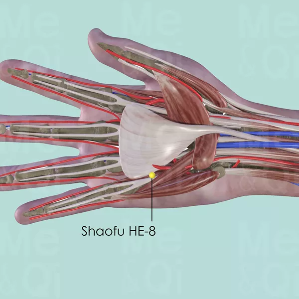 Shaofu HE-8 - Muscles view - Acupuncture point on Heart Channel