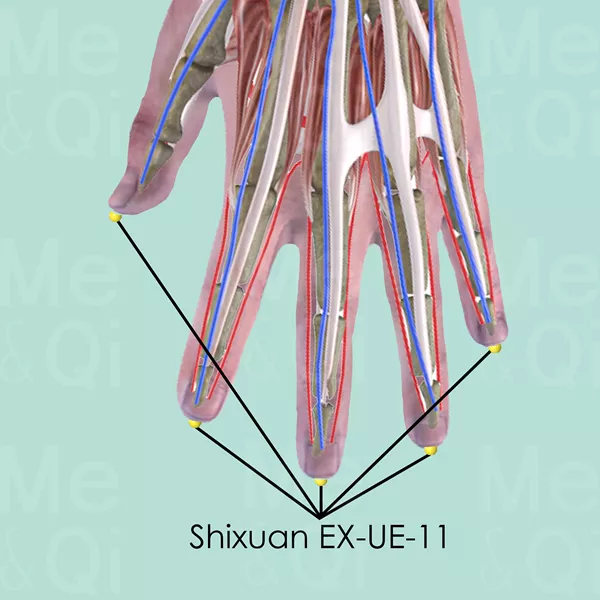 Shixuan EX-UE-11 - Muscles view - Acupuncture point on Extra Points: Upper Extremities (EX-UE)