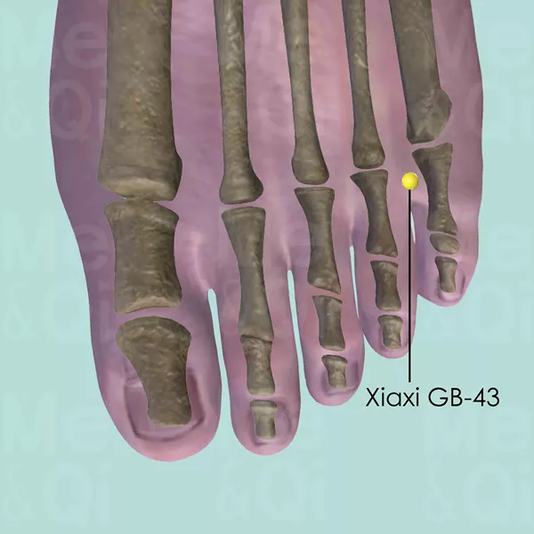Xiaxi GB-43 - Bones view - Acupuncture point on Gall Bladder Channel
