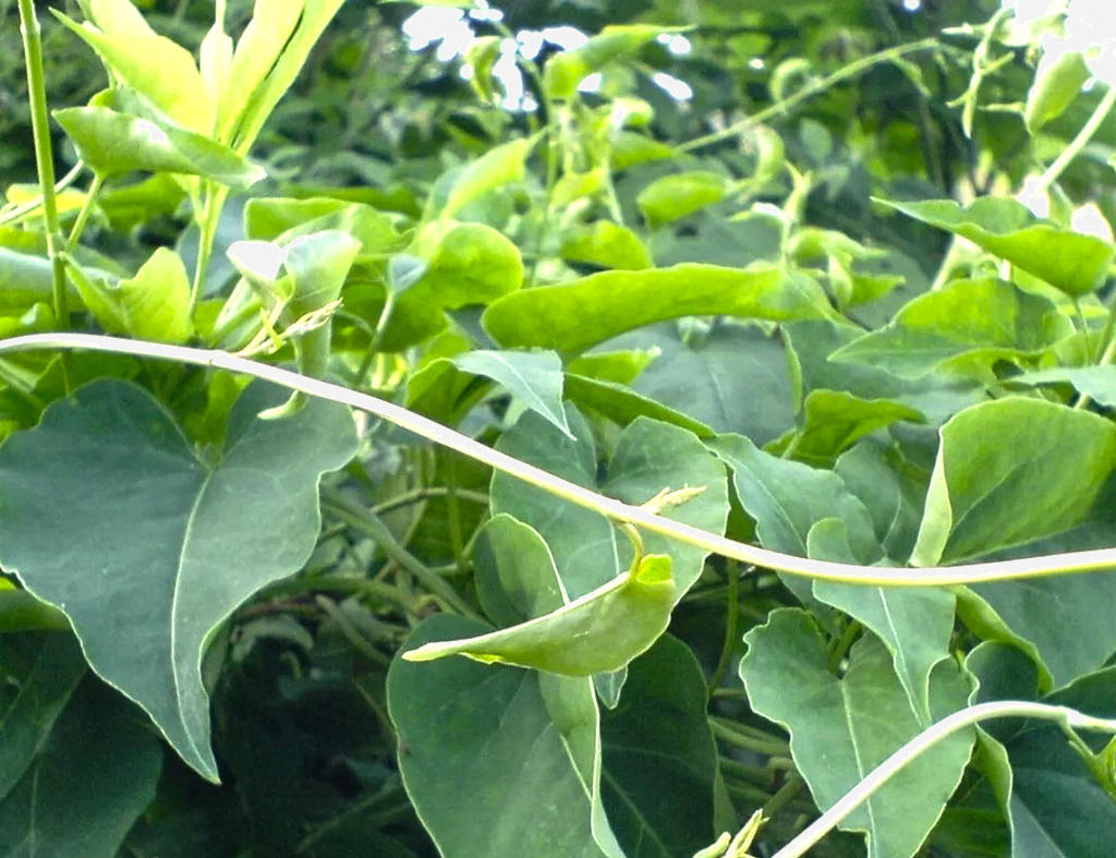 Ye Jiao Teng (Fleeceflower vine) plant
