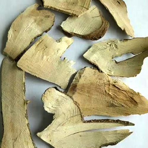 Gǎng Méi Gēn (Ilex Asprella root) as TCM ingredient