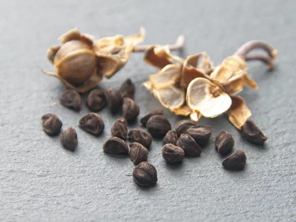 What Morning glory seed looks like as a TCM ingredient