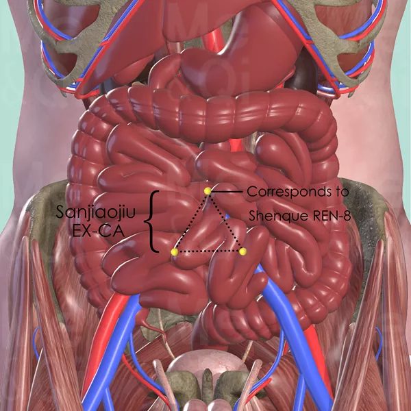 Sanjiaojiu EX-CA - Muscles view - Acupuncture point on Extra Points: Chest and Abdomen (EX-CA)