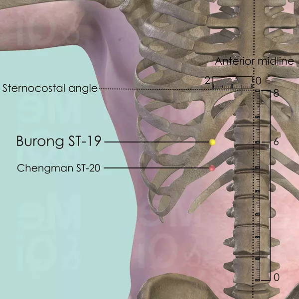 Burong ST-19 - Bones view - Acupuncture point on Stomach Channel