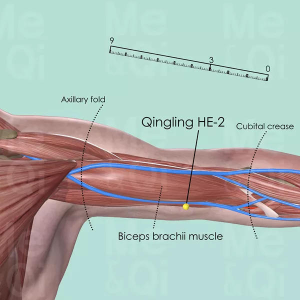 Qingling HE-2 - Muscles view - Acupuncture point on Heart Channel