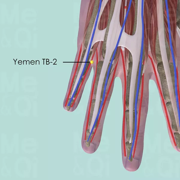 Yemen TB-2 - Muscles view - Acupuncture point on Triple Burner Channel