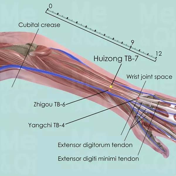 Huizong ST-7 - Muscles view - Acupuncture point on Triple Burner Channel