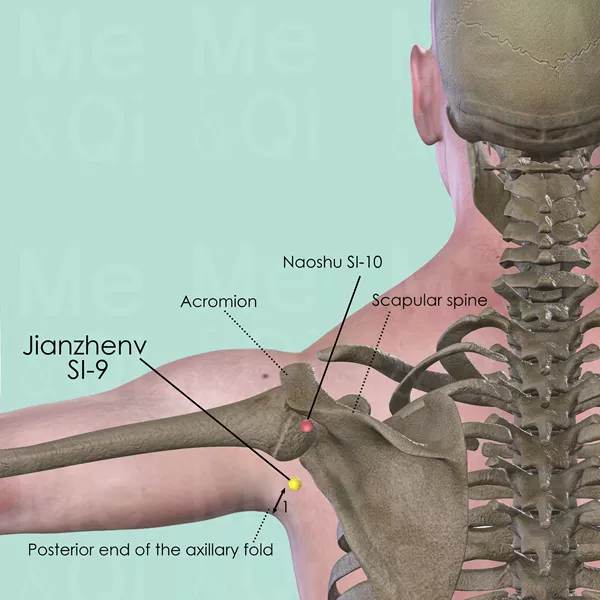 Jianzhen SI-9 - Bones view - Acupuncture point on Small Intestine Channel