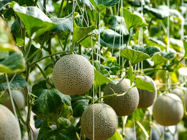 What the Melon stalk plant looks like