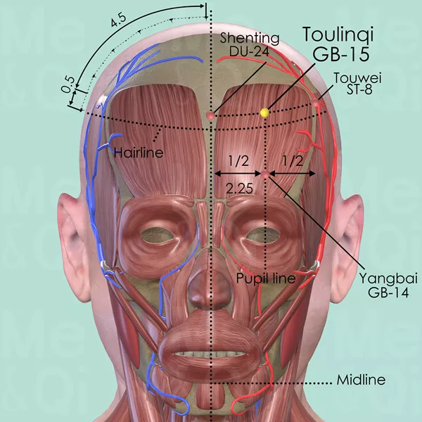 Toulinqi GB-15 - Muscles view - Acupuncture point on Gall Bladder Channel