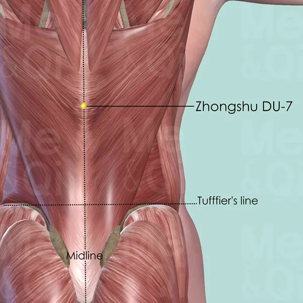 Zhongshu DU-7 - Muscles view - Acupuncture point on Governing Vessel