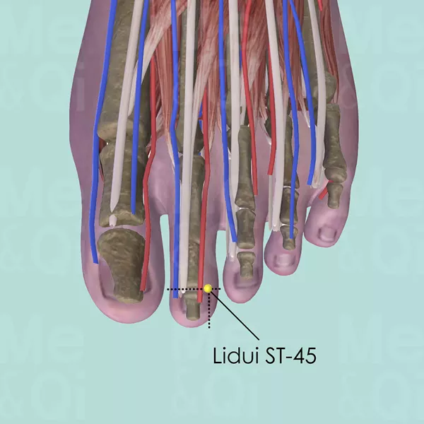 Lidui ST-45 - Muscles view - Acupuncture point on Stomach Channel