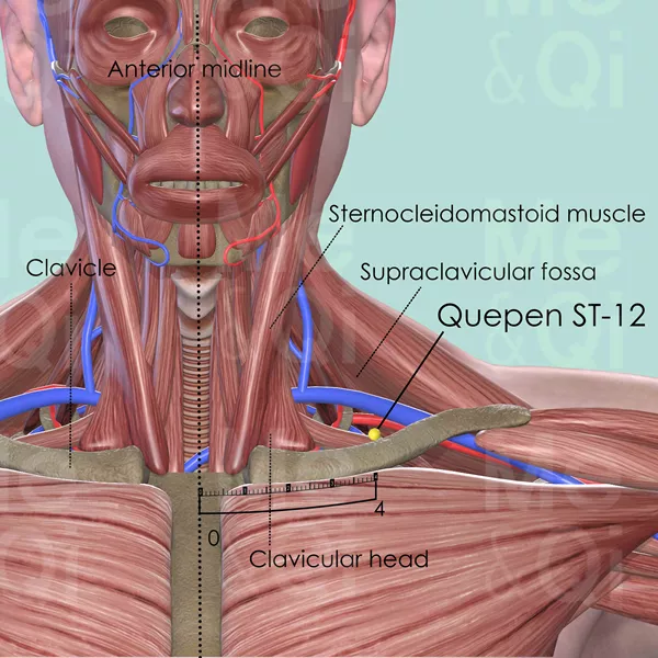 Quepen ST-12 - Muscles view - Acupuncture point on Stomach Channel