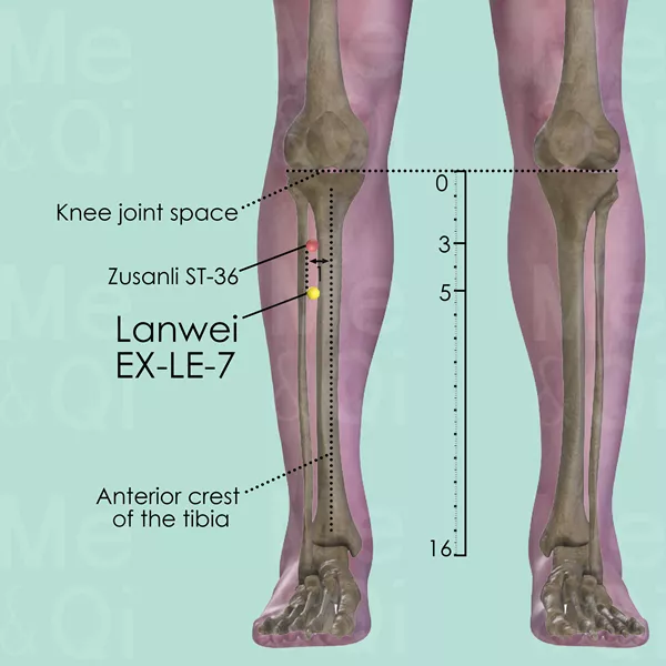 Lanwei EX-LE-7 - Bones view - Acupuncture point on Extra Points: Lower Extremities (EX-LE)
