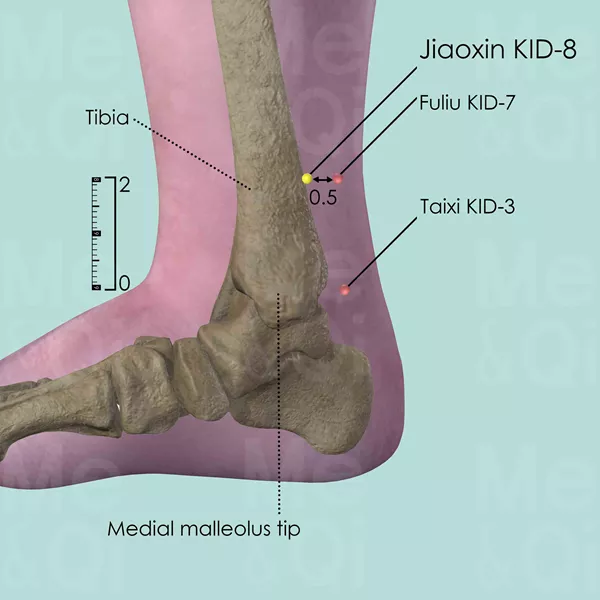 Jiaoxin KID-8 - Bones view - Acupuncture point on Kidney Channel