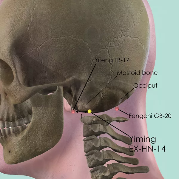 Yiming EX-HN-14 - Bones view - Acupuncture point on Extra Points: Head and Neck (EX-HN)