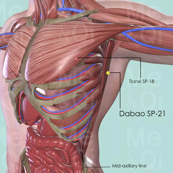Dabao SP-21 - Muscles view - Acupuncture point on Spleen Channel